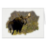 Bull Moose cards