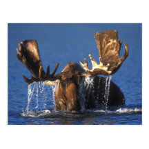 Bull moose in Alaskan tundra pond Post Card
