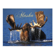 Bull moose in Alaskan tundra pond Postcards