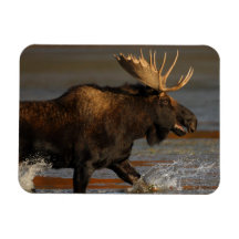 Bull Moose Magnet