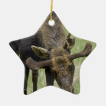 Bull Moose Ornament