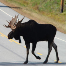 Bull Moose Photo Sculpture Magnet
