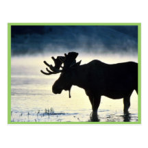 Bull moose post cards