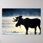 Bull moose print