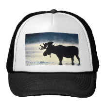 Bull moose trucker hat