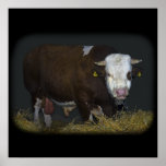 bull print