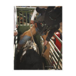 Bull rider tying rope on bull in the chute post cards