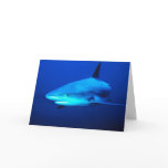 Bull Shark Cards