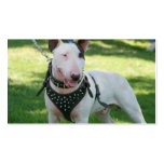 Bull Terrie business cards