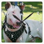 Bull Terrier dog square clock