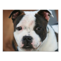 Bull-terrier du Staffordshire Photographie