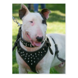 Bull Terrier Postcards