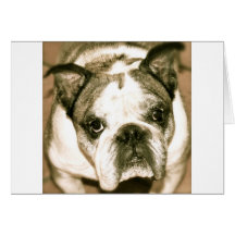 Bulldog Cards