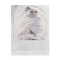 Bulldog Eating Postcard