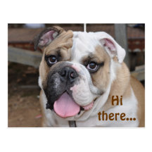 Bulldog "Hi there" Postcard