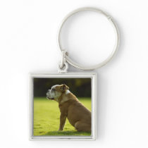 Bulldog in field key chain