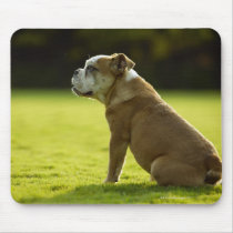 Bulldog in field mousepad