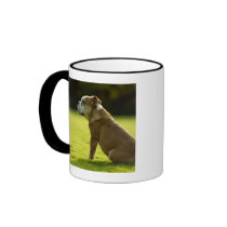 Bulldog in field mugs