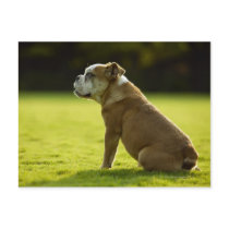 Bulldog in field post cards