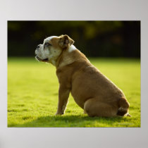 Bulldog in field posters