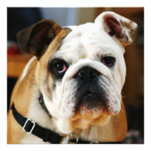 Bulldog Invitation
