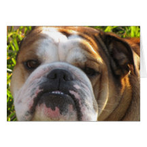 bulldog love card