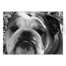 bulldog love cards