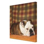 bulldog lying on a sofa gallery wrapped canvas