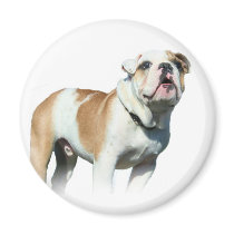 bulldog magnet