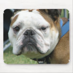 Bulldog Photo Mouse Pad