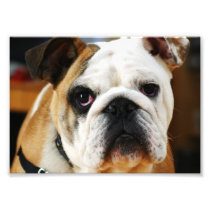 Bulldog Photo