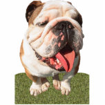 Bulldog Acrylic Cut Out