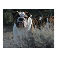 Bulldog Post card