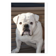 Bulldog Postcard