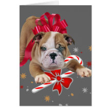 Bulldog puppy with red bow Christmas Card