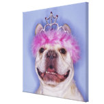 Bulldog wearing tiara gallery wrapped canvas