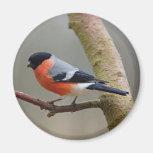 Bullfinch magnet