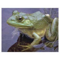 Bullfrog, Lake St. Peter, Ontario, Canada Personalized Flyer