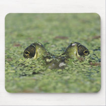 Bullfrog, Rana catesbeiana, adult in duckweed mousepads