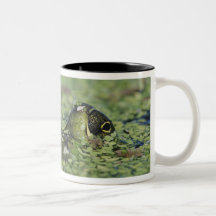 Bullfrog, Rana catesbeiana, adult in duckweed Mugs
