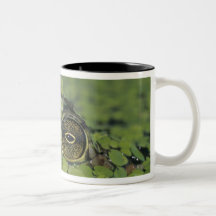 Bullfrog, Rana catesbeiana, adult in duckweed Mugs