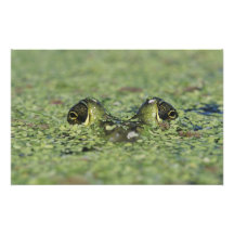 Bullfrog, Rana catesbeiana, adult in duckweed Photo Art
