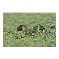 Bullfrog, Rana catesbeiana, adult in duckweed
