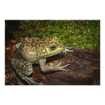 Bullfrog, Rana catesbeiana Art Photo