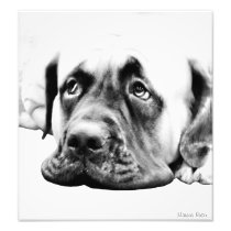 BULLMASTIFF PHOTOGRAPH