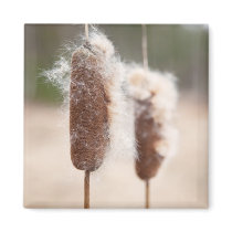 Bullrush nature photograph fridge magnet