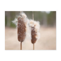 Bullrush nature photograph postcard