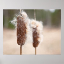 Bullrush nature photograph poster