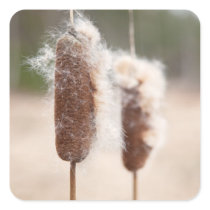Bullrush nature photograph stickers