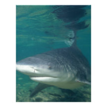 Bullshark Letterhead